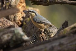 EL GUARDIAN DE LAS SEMILLAS