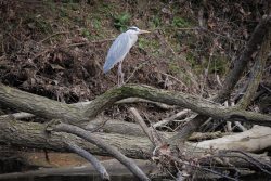 GARZA REAL EN EL ARGA