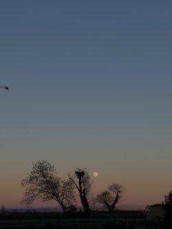 GUARDIANA DEL CREPúSCULO