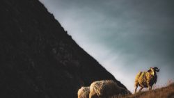 GUARDIANES DEL ORHI.