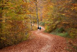 MAJESTUOSA SELVA DE IRATI