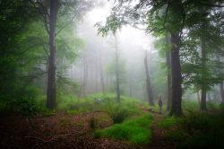 NIEBLAS DE PRIMAVERA