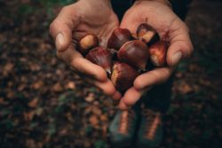 OTOñO ENTRE LAS MANOS