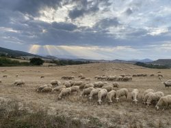 OVEJAS EN EL VALLE DE ARANGUREN