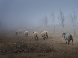 OVEJAS EN LA NIEBLA