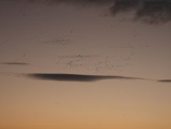 PíXELES EN MOVIMIENTO SOBRE FONDO GRIS