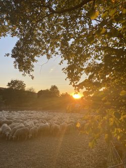 REBAñO EN EL ATARDECER