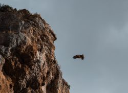 SILENCIO EN EL VUELO