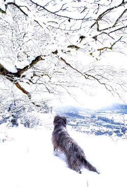 SOBRE LA AMéSCOA BAJA