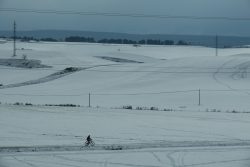 TRIGALES EN INVIERNO