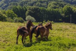 TROTE DE VIDA ENTRE VERDES HORIZONTES