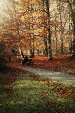 CONTEMPLANDO EL OTOñO