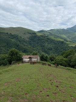 CABALLOS DE LA FRONTERA