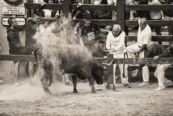ENTRE EL VALOR Y EL POLVO