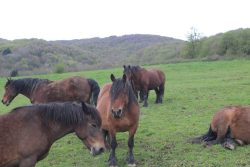GUARDIANES DE LA MONTAñA