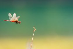 LIBéLULA EN LEURTZA