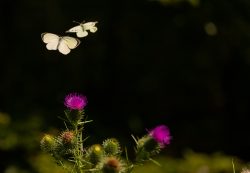 MARIPOSAS
