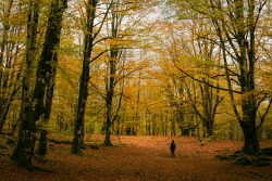 PERDIéNDOME POR EL BOSQUE