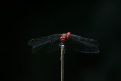 SILENCIO EN EL BOSQUE