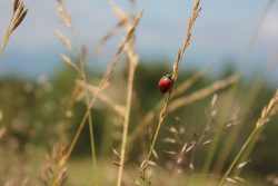 SOLA ANTE EL PELIGRO